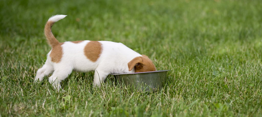 What to expect when moving your dog to raw food