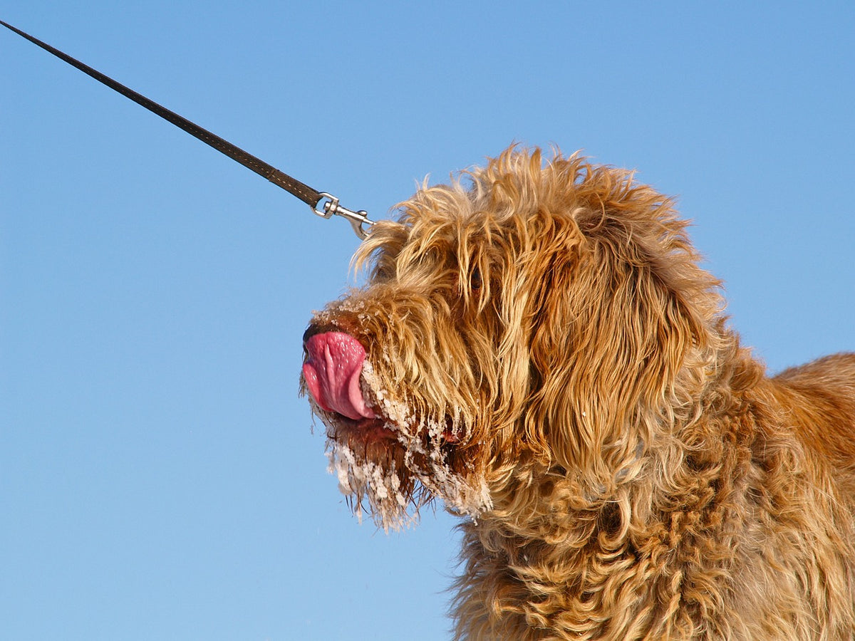 Goldendoodle on sale sensitive stomach