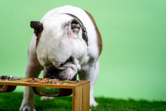Duck giblets for pets: everything you should know