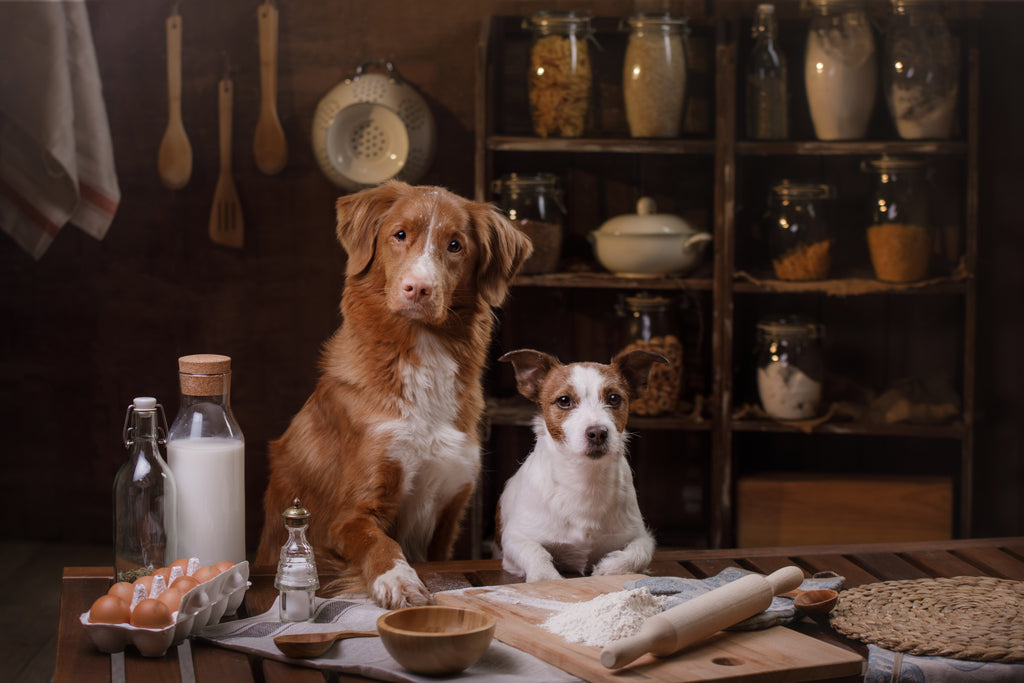 Two dogs sitting in front of raw food items