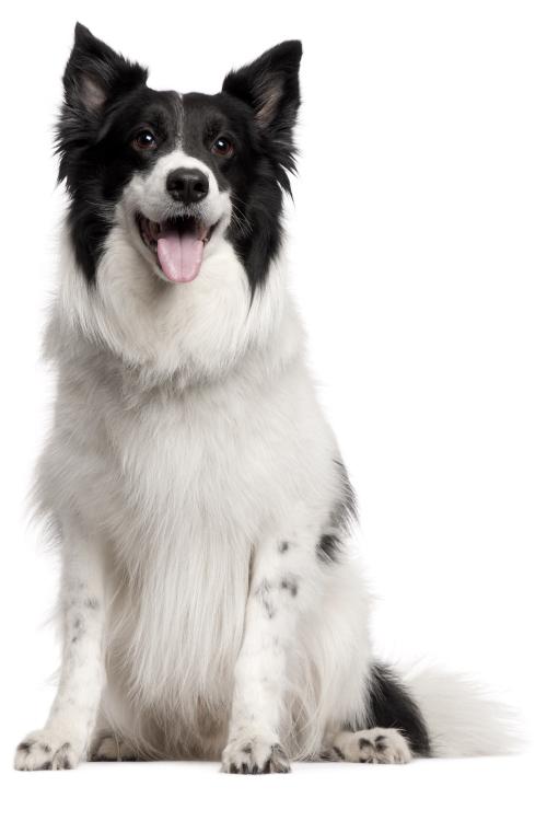 Collie - 20kg Dog