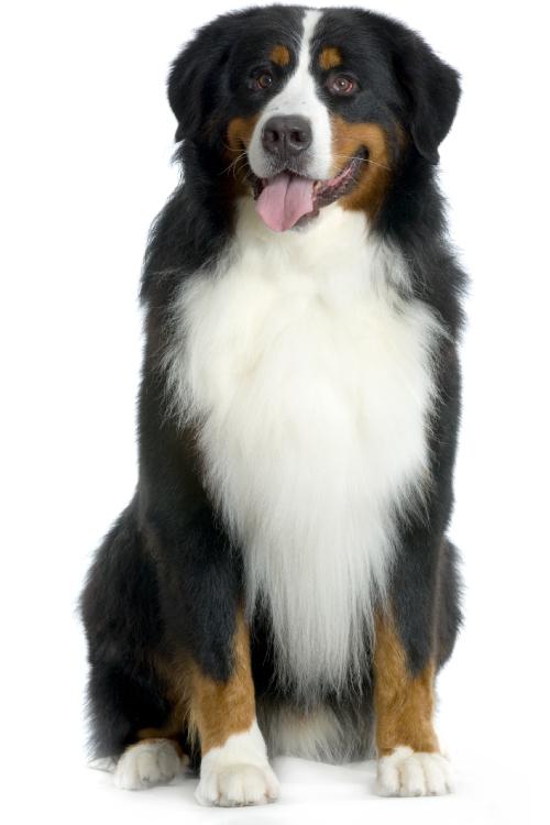 Bernese Mountain Dog - 35kg Dog