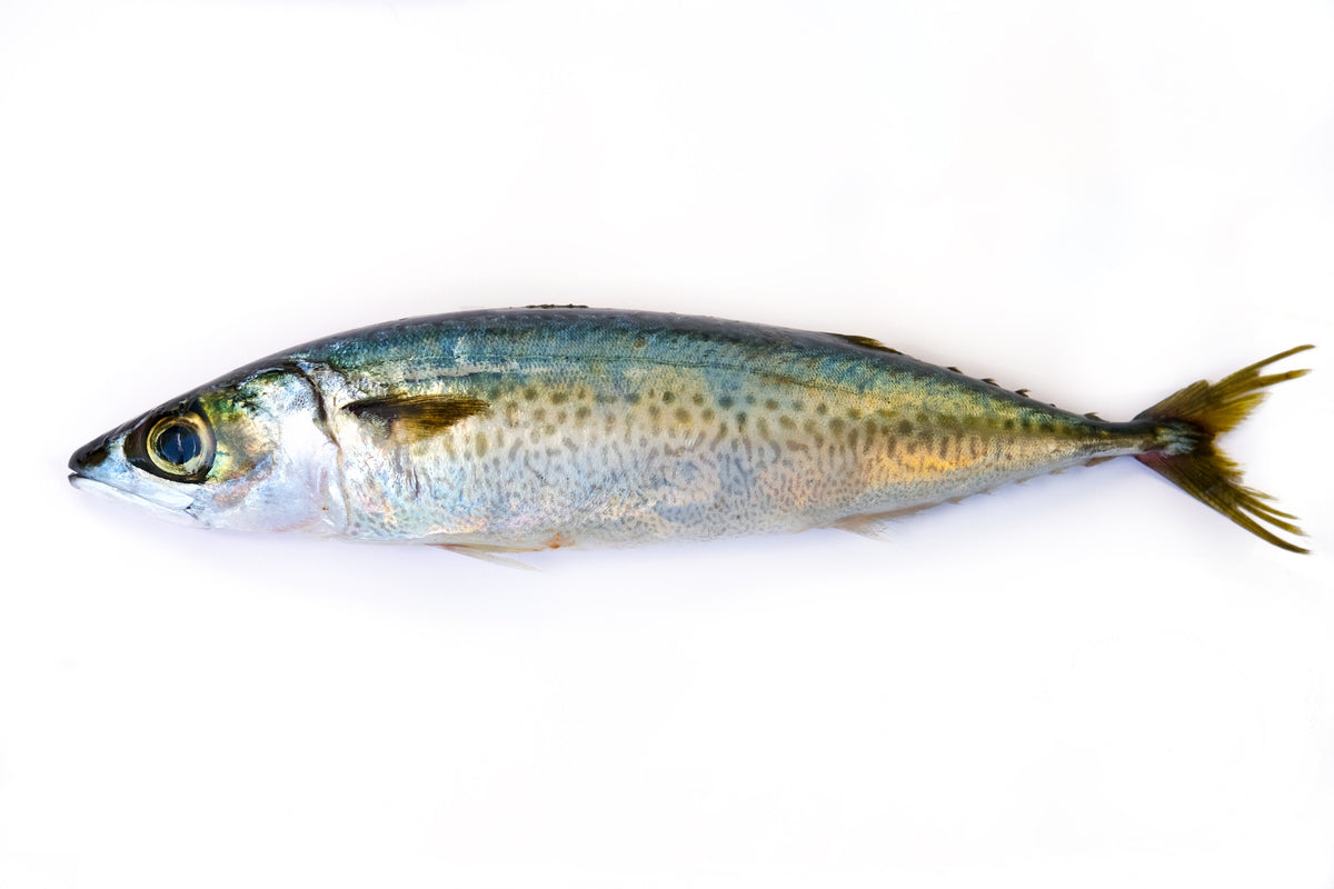 Can dogs eat raw mackerel Clearance