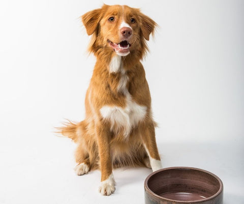 4 Benefits of Adding Duck to Your Dog’s Diet