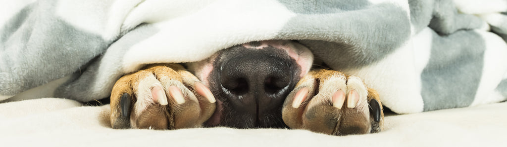 Anxious Dog Under Blanket