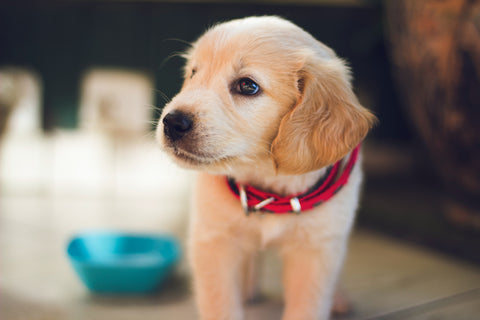 Adding Chicken To Puppy Diet