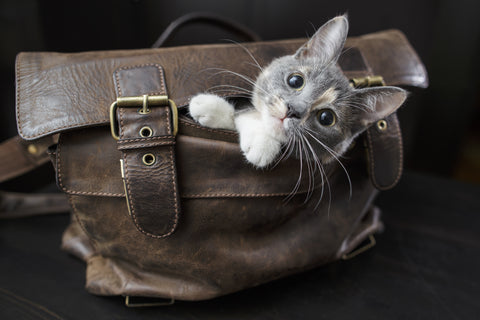 Cheeky Cat Looking out of A Bag