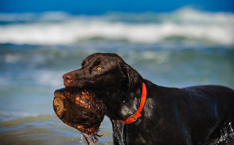 Coconut Oil for Dogs!