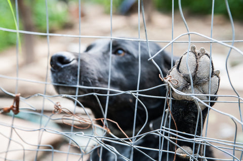 Dog behind fence with paw up