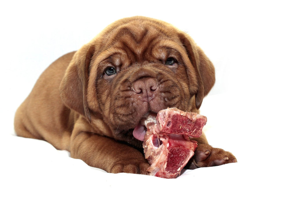 Dogue de Bordeaux puppy chewing on raw meat