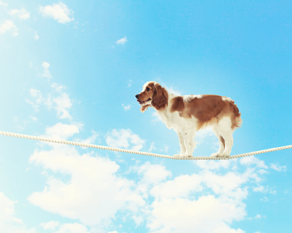 Dog Balancing on Tight Rope - Link to Imbalances in All-Meat Raw Diet