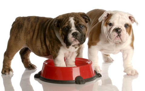 Pet Food Australia