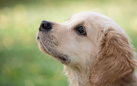 The Ultimate Puppy Feeding Guide