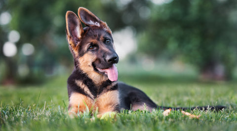 German Shepherd Puppy with Head Tilt