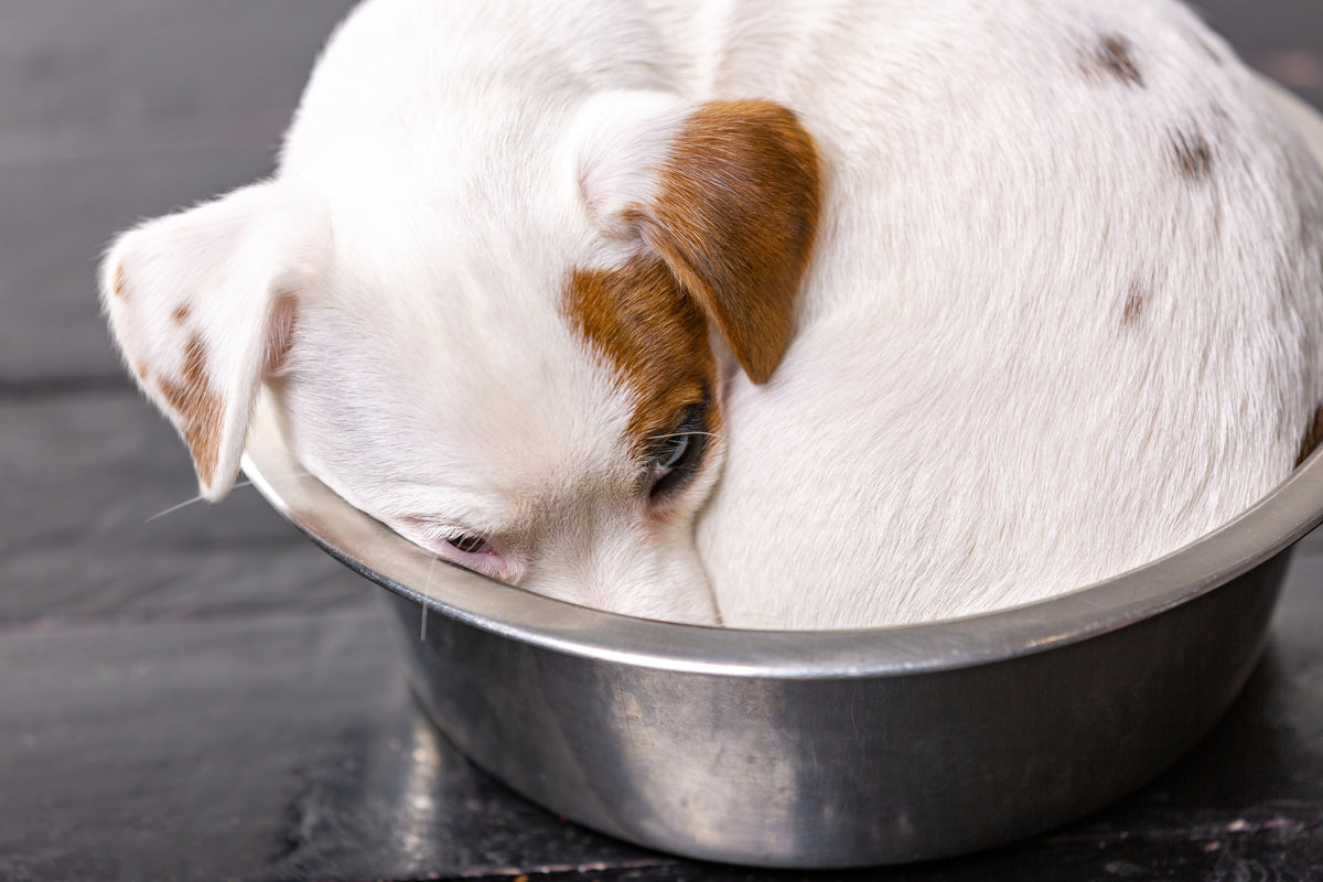 The Hill's Pet Nutrition Recall 2019 Pet Food Online CDK9 Raw