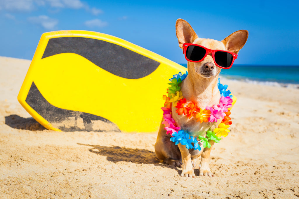 Natural Sun Protection for Dogs