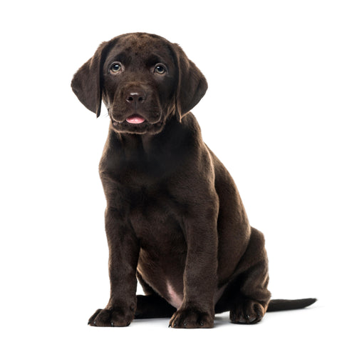 Weekly Package - 12.5 to 15kg Puppy (2-4 Months)