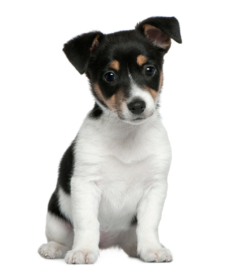 Weekly Package - 1.25 to 2.5kg Puppy (2-4 Months)