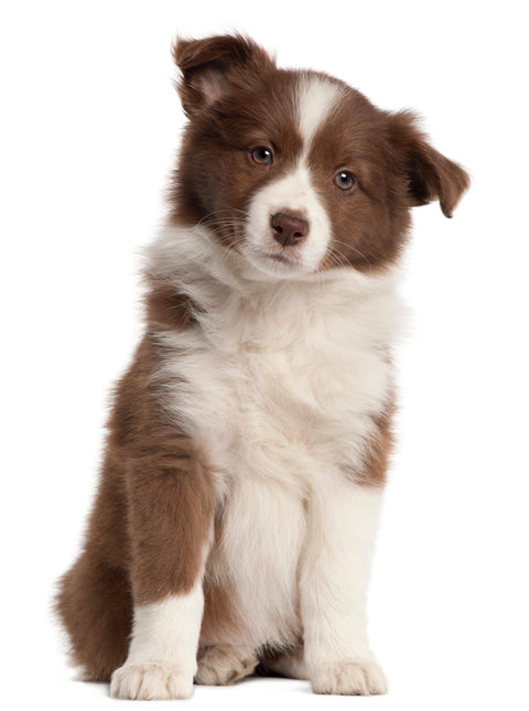 Weekly Package - 7.5 to 10kg Puppy (2-4 Months)