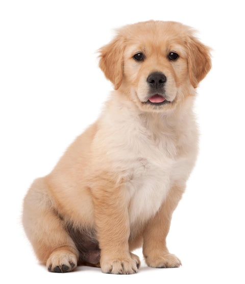 Weekly Package - 10 to 12.5kg Puppy (2-4 Months)