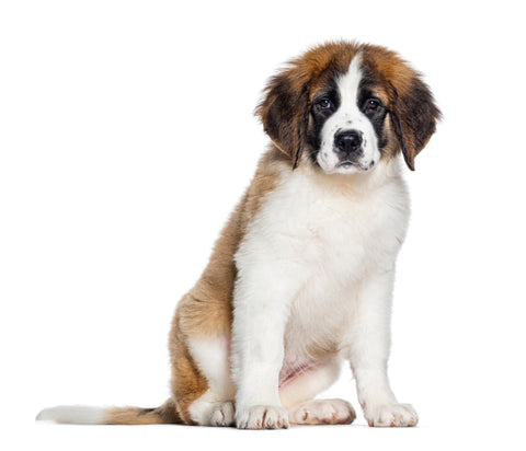 Weekly Package - 20 to 25kg Puppy (2-4 Months)