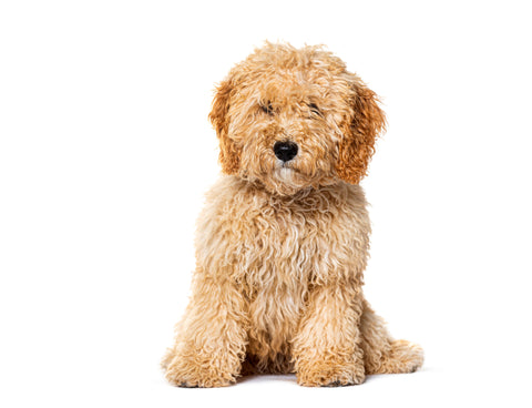 Weekly Package - 2.5 to 5kg Puppy (2-4 Months)