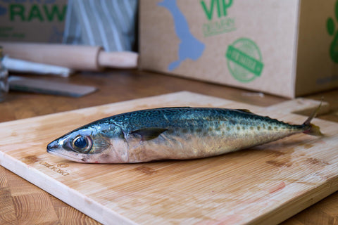 Fresh Raw Mackerel for Dogs - Omega-3 Rich, Natural Treat