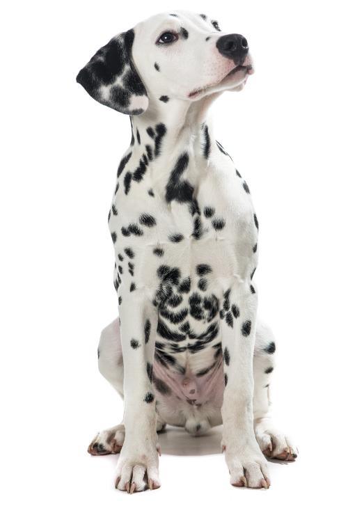 Dalmatian - 25kg Puppy