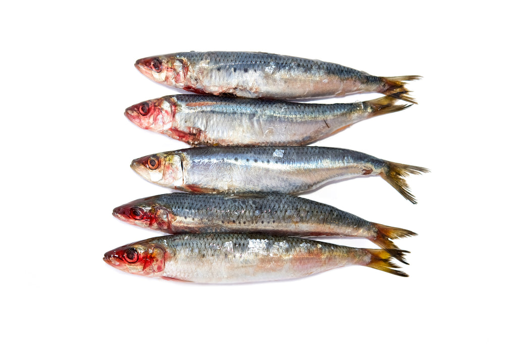 Fresh Raw Sardines for Dogs - Omega-3 Rich, Natural Treat